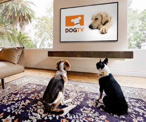 DOGTV Medical Professional Discount | DOGTV Subscription